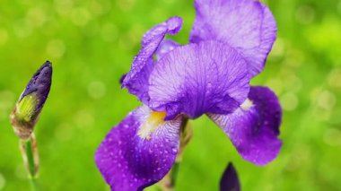 Mor iris çiçekleri, yemyeşil bir bahçede yeşeren yağmur damlalarıyla bezenmiş canlı yapraklar sergiler. Bahar güneşi etraftaki doğal güzelliği arttıran huzurlu bir atmosfer yaratır..