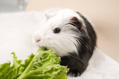 Siyah beyaz kürklü bir kobay, kapalı bir ortamda kıtır kıtır marul yiyor. Hayvanın keyfi yerindeyken keyfi yerinde ve rahat görünüyor..