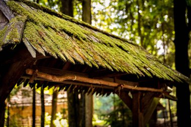 Yosun gibi çatısı olan kırsal bir yapı uzun ağaçlarla çevrili, yaprakların arasından süzülen yumuşak güneş ışığıyla aydınlatılmış, sakin bir atmosfer yaratıyor..