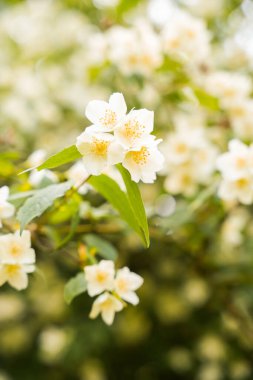 Sarı merkezli narin beyaz çiçekler bir çalı üzerinde bol bol çiçek açar ve bahar zamanı verimli bir bahçede sakin bir atmosfer yaratır. Güneş ışığı yaprakların arasından süzülür..