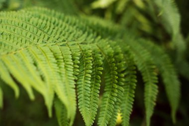 Yeşillik yeşil eğreltiotu yaprakları yeşil bir ormanda ayrıntılı desenler gösterir. Yapraklar, gölgeli bir ortamda gelişen doğanın tasarımını sergiliyor..