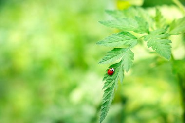 Canlı bir uğur böceği, parlak ve güneşli bir günü gösteren yumuşak bulanık yeşilliklerle çevrili yemyeşil bir yaprağın üzerine tünemiştir. Sahne doğanın güzelliğini yakalar..