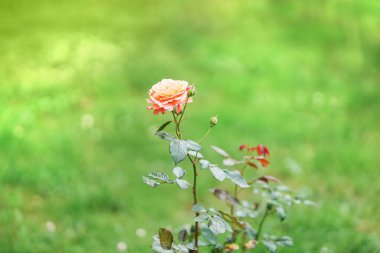 Çiçek açmış güzel bir gül canlı yeşil çimenlerin arasında dimdik duruyor. Rengarenk arka planda narin pembe taç yaprakları, barışçıl bir bahar atmosferini çağrıştırıyor..