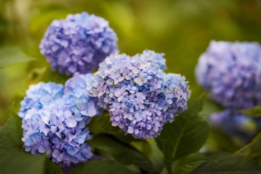 Renkli ortancalar yemyeşil bir bahçede mavi ve mor renkler sergiliyor. Çiçekler canlı yeşil yaprakların arasında çiçek açmış güneşli bir günde huzurlu bir atmosfer yaratıyorlar..