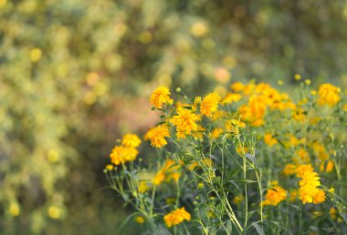Canlı sarı çiçekler, yemyeşil bir arazide, sıcak güneş ışığı altında göze çarpar. Sahne, doğadaki huzurlu bir anı yakalar güzelliği ve sükuneti gözler önüne serer..