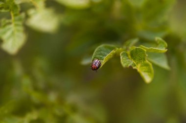 Bir çizgili böcek yemyeşil bir yaprağın üzerinde yemyeşil bir ortamda sürünür. Güneş ışığı yaprakların üzerinde hafifçe parlıyor, canlı renkleri vurguluyor. Sahne doğanın güzelliğini yakalar..