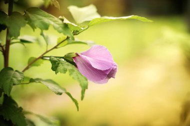 Mor bir çiçek tomurcuğu, barışçıl bir açık alanda yumuşak yeşil yapraklarla çevrili, yapraklı bir dalda dinlenir. Güneş yavaşça parlıyor, sahneye sıcak bir parıltı ekliyor..