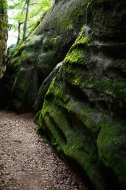 Her iki tarafında uzun yosunlu kayalar olan dar bir vadi boyunca uzanan sakin bir patika. Güneş ışığı ağaçların arasından süzülür, sakin ve davetkar bir atmosfer yaratır..