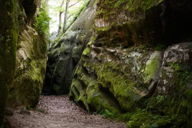 Etrafı yemyeşil yemyeşil ormanlarla çevrili yosun kaplı bir kaya kanyonunu keşfediyorum.