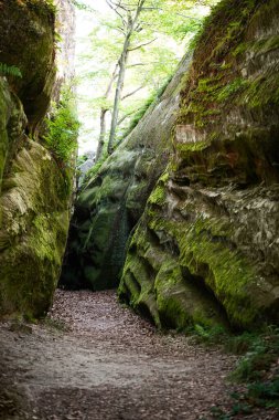 Huzurlu dar bir kanyon yosun kaplı kaya duvarlarıyla çevrilidir. Güneş ışığı yukarıdaki ağaçların arasından yavaşça süzülerek keşif için ideal sakin bir atmosfer yaratır..