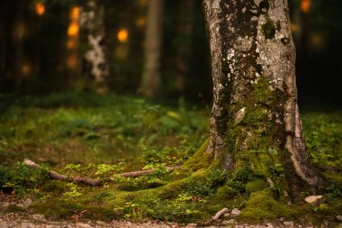 Huzurlu bir ormanda yosun kaplı bir ağaç gövdesi duruyor. Yumuşak altın ışık ağaçların arasından süzülerek yeşillik ve toprak arasında sakin bir atmosfer yaratır..