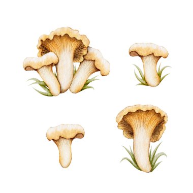 Çeşitli mantar türleri sergilenir, eşsiz şekilleri ve renkleri sergilenir. Her mantar, basit bir arkaplan karşısında detaylara ve stile dikkat ederek gösterilir..