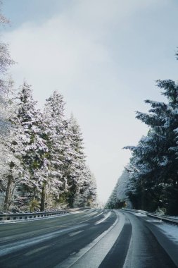 Karlı yol, karla kaplı. Her iki tarafında da mavi gökyüzü olan uzun ağaçlar.