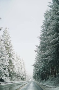 Karlı yol, karla kaplı. Her iki tarafında da mavi gökyüzü olan uzun ağaçlar.