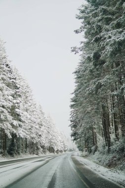 Karlı yol, karla kaplı. Her iki tarafında da mavi gökyüzü olan uzun ağaçlar.