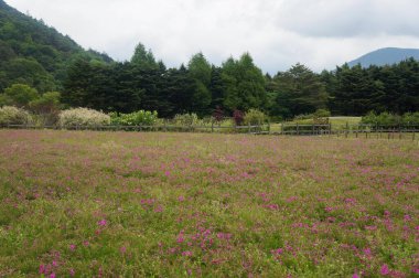 Yaban çiçeklerinden oluşan canlı bir duvar halısı bulutlu bir gökyüzünün altındaki sakin bir çayırda özgürce açar, arka planda dağlar doğanın sanatsal eserini yakalar..