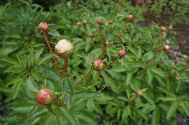 Yakın plan şakayık tomurcukları canlı yeşil yaprakların arka planına karşı. Yeni hayatın başlangıcını ve doğanın döngülerinin güzelliğini sembolize eder..