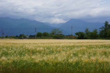 Sakin bir manzara, doğal güzellik ve huzuru sembolize eden dramatik bulutlu bir gökyüzünün altında uzak bir sıradağlara doğru uzanan altın buğday tarlasını sergiliyor..