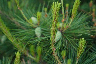Canlı ve yemyeşil bir dala yakın çekim, taze, açık yeşil iğneler ve küçük, narin kozalaklar, ormanın tazeliğini çağrıştırıyor..