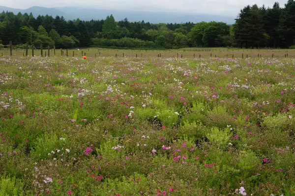 Çiçeklerden oluşan canlı bir duvar halısı huzur dolu bir çayıra yayılarak nefes kesici bir doğal manzara yaratıyor..