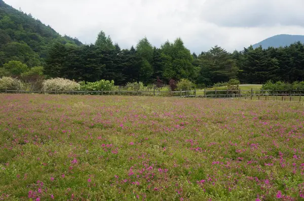 Yaban çiçeklerinden oluşan canlı bir duvar halısı bulutlu bir gökyüzünün altındaki sakin bir çayırda özgürce açar, arka planda dağlar doğanın sanatsal eserini yakalar..