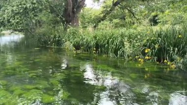 Sakin nehir yemyeşil bir ortamda yavaşça akar ve çevresindeki yaprakları yansıtır. Japonya 'daki Daio Wasabi Çiftlik Akıntısı