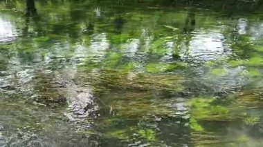 Sakin nehir yemyeşil bir ortamda yavaşça akar ve çevresindeki yaprakları yansıtır. Japonya 'daki Daio Wasabi Çiftlik Akıntısı