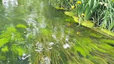 Berrak bir su akıntısı ve yemyeşil yapraklarla dolu huzurlu bir manzara, doğal güzellikleri gözler önüne seriyor. Japonya 'daki Daio Wasabi Çiftlik Akıntısı