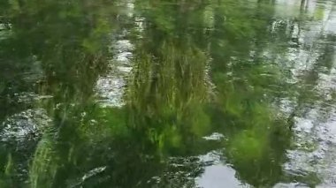 Berrak bir su akıntısı ve yemyeşil yapraklarla dolu huzurlu bir manzara, doğal güzellikleri gözler önüne seriyor. Japonya 'daki Daio Wasabi Çiftlik Akıntısı