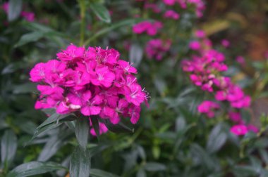 Pembe çiçekler ve mor çiçekler çiçek bahçesini çiçeklerle aydınlatır.