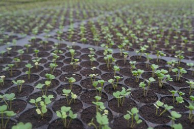 Tohumlar zengin topraklarda büyür, güneş ışığını emerler..