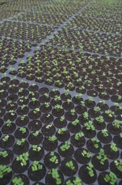 Tohumlar tropik güneşin altında verimli topraklarda gelişir.