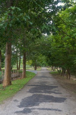 Tayland 'da ağaçlarla kaplı sakin patika