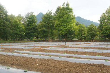 Ekinler, tropikal bir çiftlikte düzenli olarak yetişir..