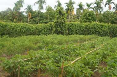 Tayland 'ın tropikal ikliminde verimli mahsul alanları gelişir..