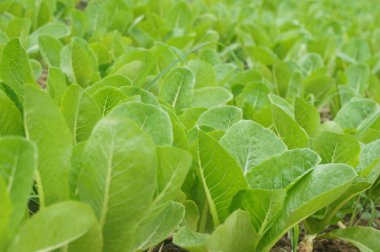 Taze marul canlı Tayland 'da gelişiyor..