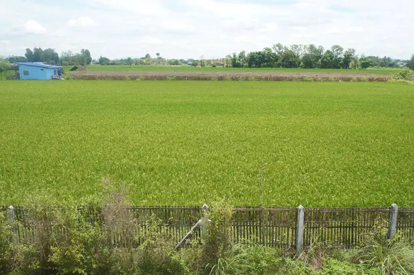 Canlı pirinç tarlaları araziye yayılıyor..