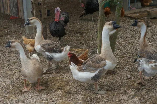 Kazlar ve tavuklar yemyeşil bir çiftlik ortamında toplanıyor..