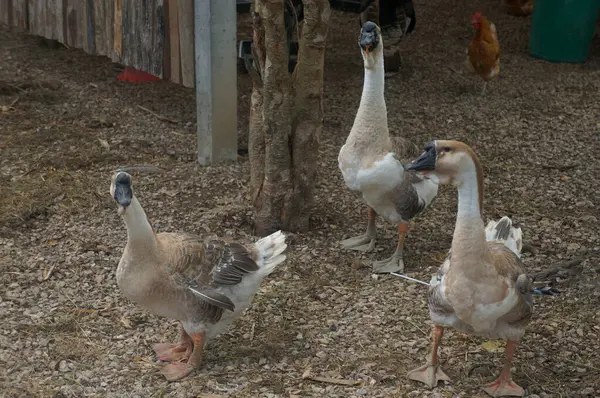 Ördekler sakin bir Tayland çiftliğini keşfediyorlar..