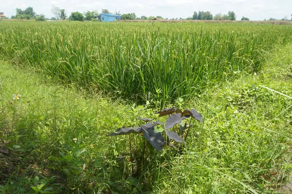 Canlı pirinç bitkileri açık gökyüzünün altında gelişir.