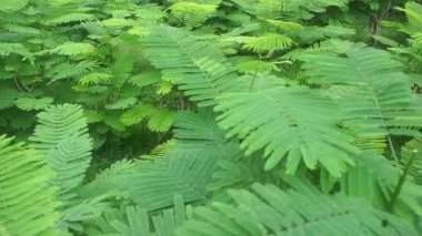 Tarım arazisinin dingin güzelliği Tayland 'ın yeterlilik ekonomisini yansıtıyor. Projede sürdürülebilir tarım uygulamaları ve kendine güvenen bir yaşam tarzı sergileniyor..