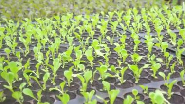 Tarım arazisinin dingin güzelliği Tayland 'ın yeterlilik ekonomisini yansıtıyor. Projede sürdürülebilir tarım uygulamaları ve kendine güvenen bir yaşam tarzı sergileniyor..