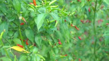 Tarım arazisinin dingin güzelliği Tayland 'ın yeterlilik ekonomisini yansıtıyor. Projede sürdürülebilir tarım uygulamaları ve kendine güvenen bir yaşam tarzı sergileniyor..