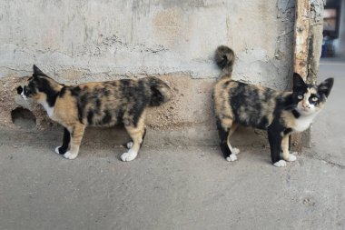 İki Calico kedisi yıpranmış bir duvarın yanında durup öğleden sonra saatlerinde şehir ortamını incelerken tuhaf bir şekilde çevrelerini izliyorlar..