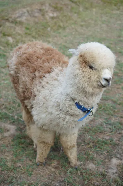 Çimenli bir tarlada otlayan kahverengi ve beyaz kürklü genç bir alpaka