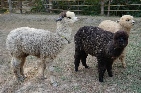 Genç alpakalar, kahverengi ve beyaz kürkleriyle yeşil bir tarlada otlar.