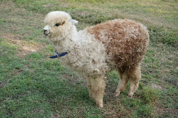 Çimenli bir tarlada otlayan kahverengi ve beyaz kürklü genç bir alpaka
