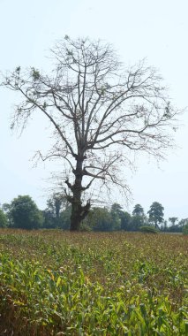 Yapraksız yaprak görkemli bir mısır tarlasında yükseliyor, bulutlu bir gökyüzünün altında, dingin yeşilliklerle çevrili..