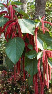 Canlı kırmızı çiçek kümeleri bahçedeki büyük yeşil yaprakların arasında sallanıyor. Bu renkli görüntü göz alıcı bir karşıtlık yaratır.