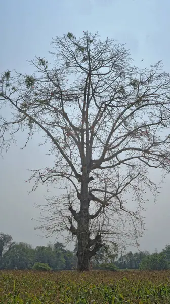 Yapraksız yaprak görkemli bir mısır tarlasında yükseliyor, bulutlu bir gökyüzünün altında, dingin yeşilliklerle çevrili..